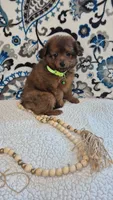 Bear, a male Pomapoo for sale in Lewisburg, KY – 3 of 3