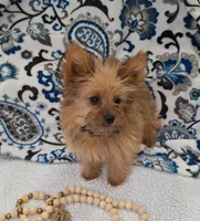 Nala, a female Pomeranian and Yorkshire Terrier for sale in Lewisburg, KY – Photo 2 of 7