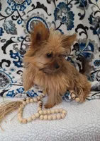 Nala, a female Pomeranian and Yorkshire Terrier for sale in Lewisburg, KY – Photo 4 of 7