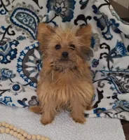 Nala, a female Pomeranian and Yorkshire Terrier for sale in Lewisburg, KY – Photo 3 of 7