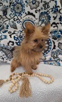 Nala, a female Pomeranian and Yorkshire Terrier for sale in Lewisburg, KY – Photo 5 of 7