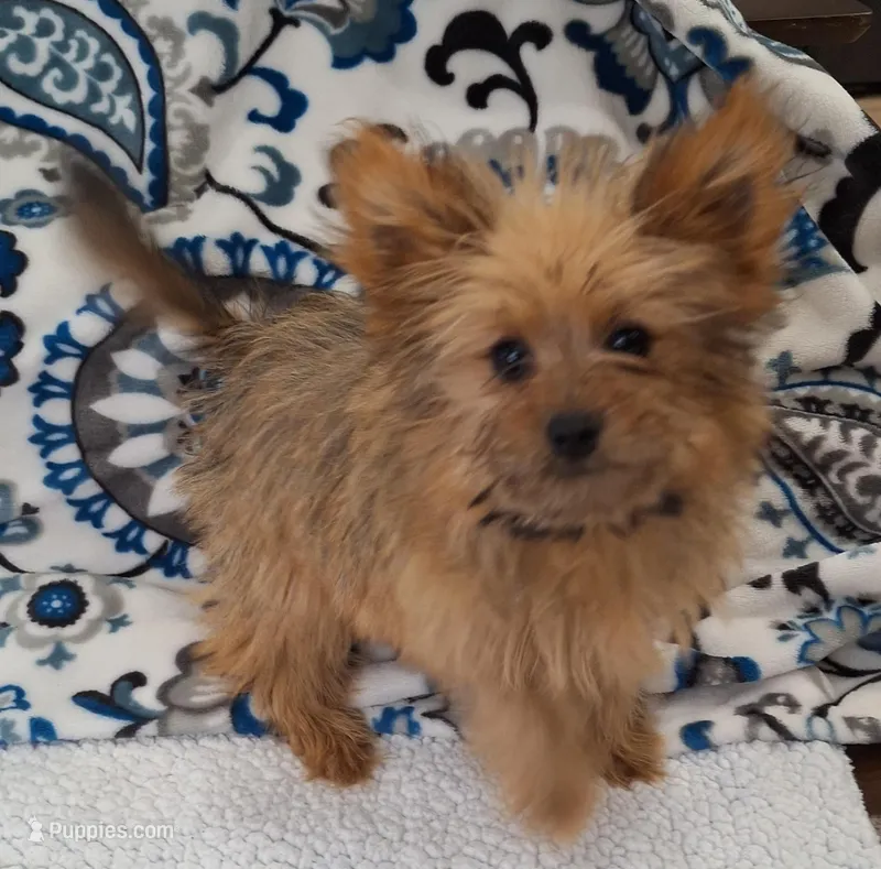 Nala, a female Pomeranian and Yorkshire Terrier for sale in Lewisburg, KY – Photo 1 of 7