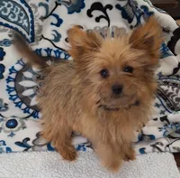 Nala, a female Pomeranian and Yorkshire Terrier for sale in Lewisburg, KY – Photo 1 of 7