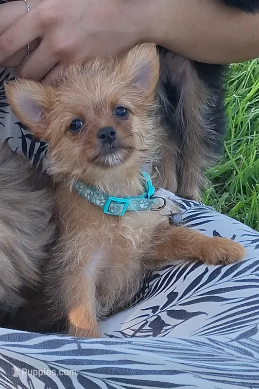 Tiny – Pomeranian, Yorkshire Terrier puppy for sale in Lewisburg, KY