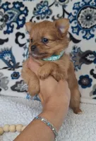 Tiny, a female Pomeranian and Yorkshire Terrier for sale in Lewisburg, KY – 4 of 4