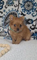 Tiny, a female Pomeranian and Yorkshire Terrier for sale in Lewisburg, KY – 3 of 4
