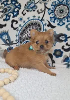 Tiny, a female Pomeranian and Yorkshire Terrier for sale in Lewisburg, KY – 2 of 4