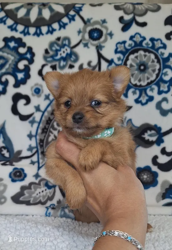 Tiny – Pomeranian, Yorkshire Terrier puppy for sale in Lewisburg, KY