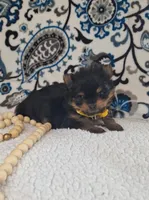 Beauty, a female Pomeranian and Yorkshire Terrier for sale in Lewisburg, KY – 2 of 4