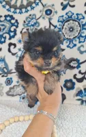 Beauty, a female Pomeranian and Yorkshire Terrier for sale in Lewisburg, KY – 3 of 4
