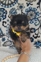 Beauty, a female Pomeranian and Yorkshire Terrier for sale in Lewisburg, KY – 1 of 4