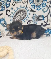 Beauty, a female Pomeranian and Yorkshire Terrier for sale in Lewisburg, KY – 4 of 4