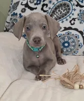 Charlotte, a female Weimaraner for sale in Lewisburg, KY – Photo 2 of 5