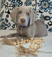 Bullet, a male Weimaraner for sale in Lewisburg, KY – Photo 1 of 6