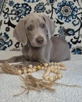 Bullet, a male Weimaraner for sale in Lewisburg, KY – Photo 2 of 6