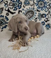 Bullet, a male Weimaraner for sale in Lewisburg, KY – Photo 4 of 6