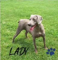 Bullet, a male Weimaraner for sale in Lewisburg, KY – Photo 6 of 6
