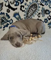 Bullet, a male Weimaraner for sale in Lewisburg, KY – Photo 3 of 6