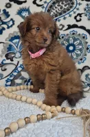 Sophie, a female Pomapoo for sale in Lewisburg, KY – 3 of 4