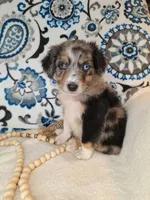 Kalmar, a male Aussiedoodle for sale in Lewisburg, KY – Photo 4 of 6