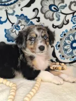Kalmar, a male Aussiedoodle for sale in Lewisburg, KY – Photo 3 of 6