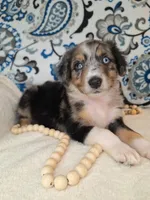 Kalmar, a male Aussiedoodle for sale in Lewisburg, KY – Photo 5 of 6