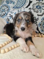 Kalmar, a male Aussiedoodle for sale in Lewisburg, KY – Photo 1 of 6