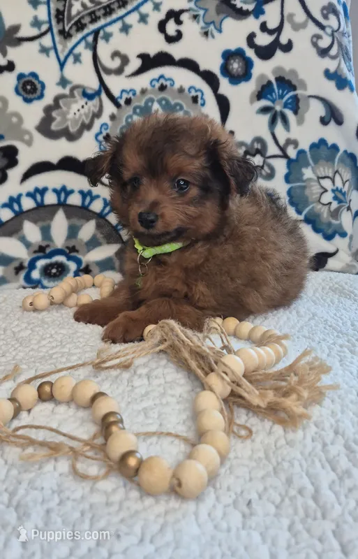 Bear – Pomapoo puppy for sale in Lewisburg, KY