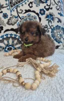 Bear, a male Pomapoo for sale in Lewisburg, KY – 1 of 3