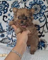 Teenie, a female Pomeranian and Yorkshire Terrier for sale in Lewisburg, KY – 2 of 4