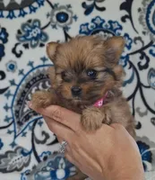 Teenie, a female Pomeranian and Yorkshire Terrier for sale in Lewisburg, KY – 3 of 4