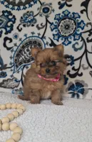 Teenie, a female Pomeranian and Yorkshire Terrier for sale in Lewisburg, KY – 4 of 4