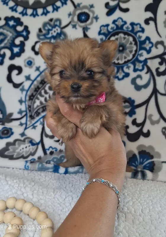 Teenie – Pomeranian, Yorkshire Terrier puppy for sale in Lewisburg, KY