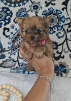 Teenie, a female Pomeranian and Yorkshire Terrier for sale in Lewisburg, KY – 1 of 4