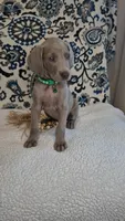 Chuck, a male Weimaraner for sale in Lewisburg, KY – Photo 2 of 6