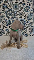 Chuck, a male Weimaraner for sale in Lewisburg, KY – Photo 4 of 6