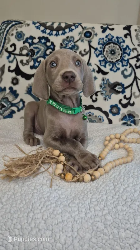 Chuck – Weimaraner puppy for sale in Lewisburg, KY