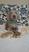 Chuck, a male Weimaraner for sale in Lewisburg, KY – Photo 1 of 6