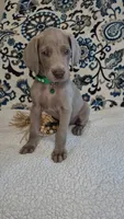 Chuck, a male Weimaraner for sale in Lewisburg, KY – Photo 3 of 6