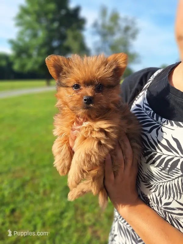 Lucky – Pomeranian, Yorkshire Terrier puppy for sale in Lewisburg, KY