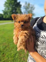 Lucky, a female Pomeranian and Yorkshire Terrier for sale in Lewisburg, KY – 1 of 4