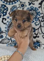 Beast, a female Pomeranian and Yorkshire Terrier for sale in Lewisburg, KY – 2 of 2