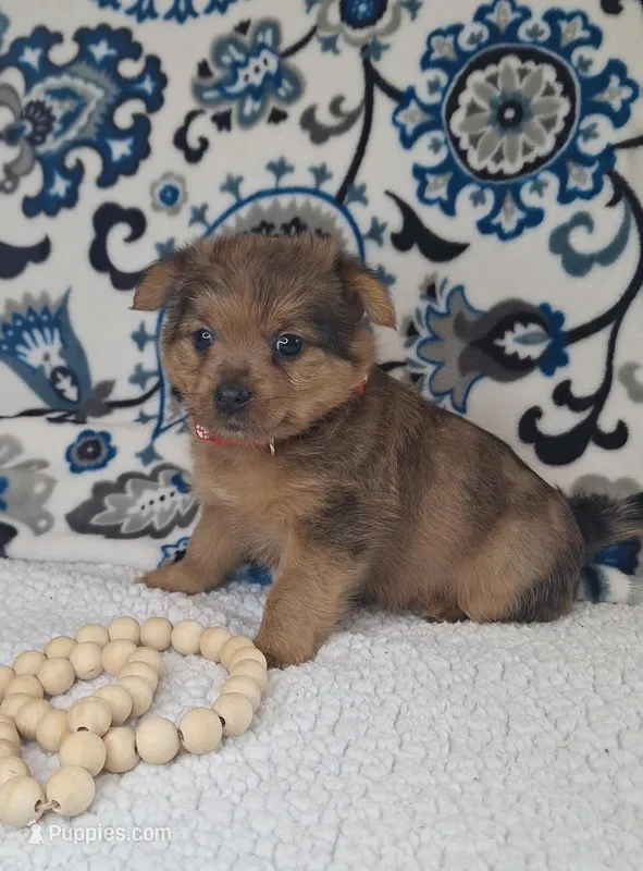 Beast – Pomeranian, Yorkshire Terrier puppy for sale in Lewisburg, KY