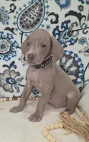 Bruce, a male Weimaraner for sale in Lewisburg, KY – Photo 2 of 5