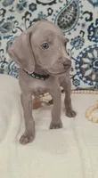 Bruce, a male Weimaraner for sale in Lewisburg, KY – Photo 3 of 5