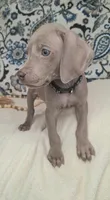Bruce, a male Weimaraner for sale in Lewisburg, KY – Photo 4 of 5
