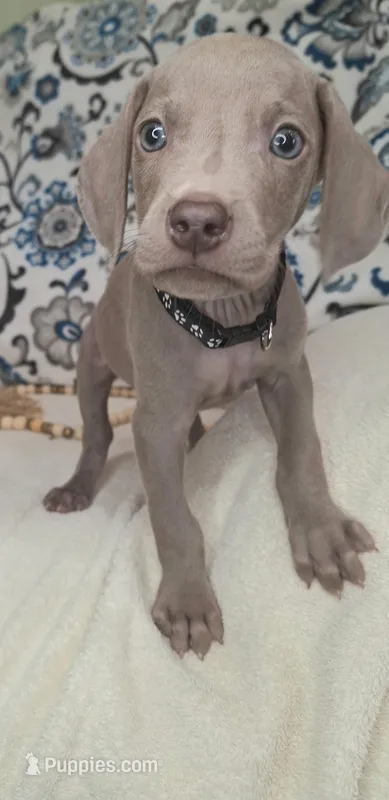 Bruce, a male Weimaraner for sale in Lewisburg, KY – Photo 1 of 5