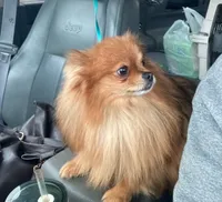 Lucky, a female Pomeranian and Yorkshire Terrier for sale in Lewisburg, KY – 4 of 4