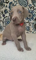 Hiccup, a male Weimaraner for sale in Lewisburg, KY – Photo 2 of 5