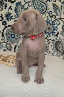 Hiccup, a male Weimaraner for sale in Lewisburg, KY – Photo 3 of 5